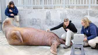 In a collaborative project with other accredited zoos in the United States, PDZA is investigating the reproductive biology of the Pacific walrus to enhance the breeding success of walruses living in