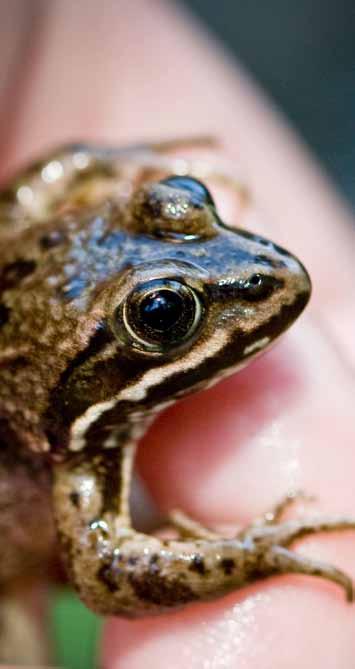 CONSERVING NORTHWEST BIODIVERSITY Oregon Spotted Frog Recovery A Head Start Once found throughout wetlands in the Pacific Northwest, the Oregon spotted frog is now one of the most endangered