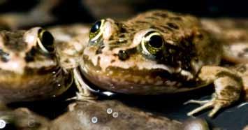 Point Defiance Zoo & Aquarium continues to help bolster populations of the endangered Oregon spotted frog by supporting the rearing and release of this native amphibian.