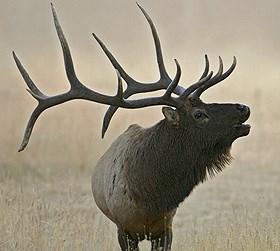 RMEF MT Summer Rendezvous is June 26-28, 2015 in Twin Bridges, MT for a weekend of excitement and surprises.