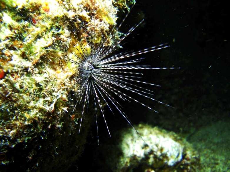 Marine Life Injuries continued Sea Urchin Puncture: Spines remain embedded, and can pierce gloves or wetsuit Treatment Use Treating by Heat as described Attempt to remove spines Deeply embedded
