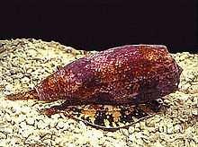Marine Life Injuries continued Cone Snail Sting: (Found only in the Pacific) Proboscis at the narrow end of the shell has a harpoon that can penetrate skin and light clothing Treatment Pressure