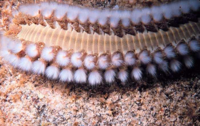 Marine Life Injuries continued Bristleworms(fireworms): Segmented worms found throughout the tropical seas.