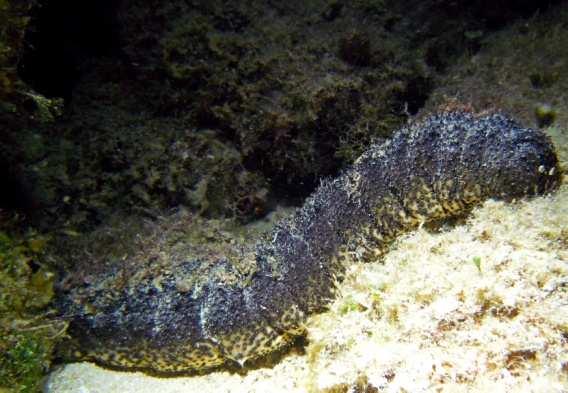 Treatment Use Treating by Heat as described Sea Cucumbers: Elongated tubular creatures with tentacles around the oral opening.