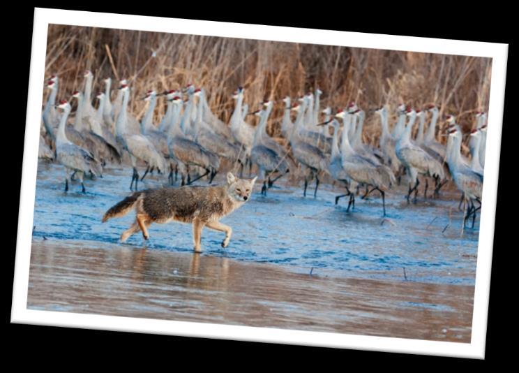 NEBRASKA CRANE SAFARI MARCH 11-13, 2018 Crane Safari Itinerary Day One You will be greeted upon your arrival in Grand Island, Nebraska at the Crane Trust Nature & Visitor Center before 4:00pm and