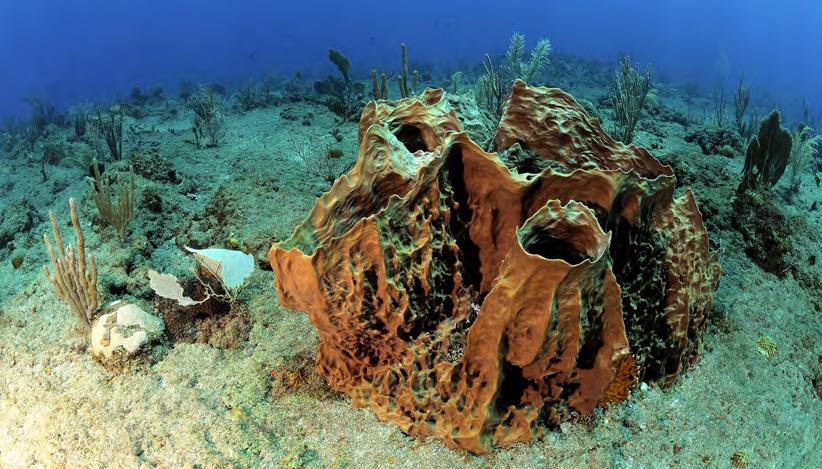 ) on the reefs but also observed few filamentous and thin sheet forms indicative of stressed or physically disturbed environments (Littler et al., 2010). Acknowledged algae experts M. and D.