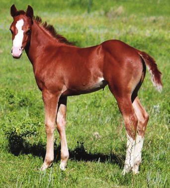 Sparta NCHA PE::$2,073 ` Zips Betty Zippo Blue Pine AQHA H-5.5 Betty Lou Pine A classy little stallion that will be a pleasure to own!