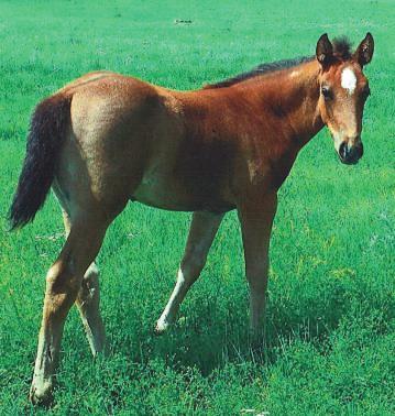 Codelle Three Star Luck Maucho Charm Pats First Charm Pats May Basket Big, gentle, bay roan colt that goes back to the good horse, Cow Gent. This cross produces colts with great minds. Halter broke.