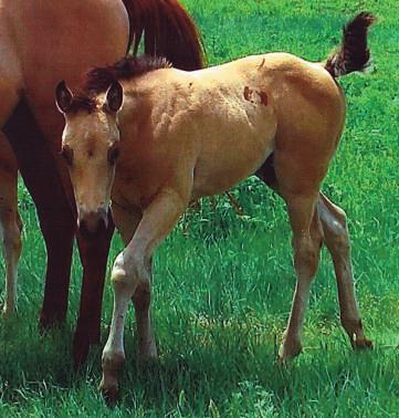 King Part Of Sissy BXL Red Dun Tweety Gordo Wings Icy Wings Icy White Big, gorgeous colt who is as people friendly as they come. These colts are easy to work with and should watch a cow. Halter Broke.