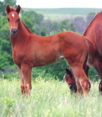 59 Krogs Little Sugar May 16, 2000 Sorrel Mare Keep The Fire AQHA H-36.0 P-45.