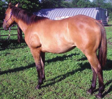 NRCHA, NRHA, and AQHA Champions in her family. And with her color and confirmation she should be one heck of a broodmare. Been nice to handle, tries really hard to please you. You will like her.