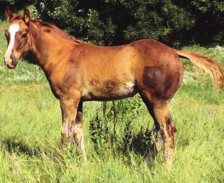 showstopper! She is correct at every level with a great pedigree backing her. Out of one of the best red roan Romeo daughters on the ranch. Just check out all those dollar signs in her pedigree!