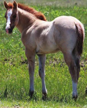 athletic gelding that has been well started. He is a goer and a doer that has a soft feel and is quick! Ropers and barrel racers, here is your prospect!