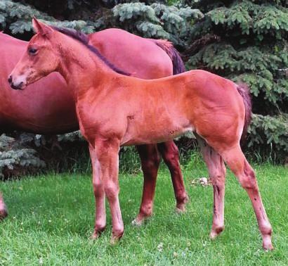 This is a real nice filly that is as Krogman bred as you can get! She is going to be great. 85 April 14, 2015 Red Dun Mare NCHA LTE: $110,10 NCHA PE $4.