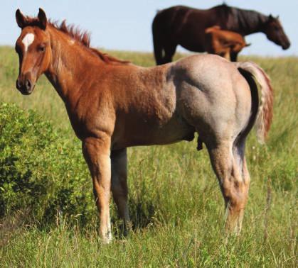 She has a lot of ride in her pedigree! 87 88 April 09, 2015 Red Roan Stallion Krogs Shady Pine Krogs Mikki Zips Betty Zippo Blue Pine AQHA H-5.