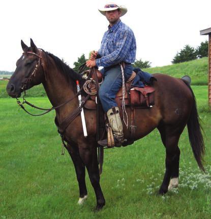 0 Paprika PIne Krogs Blue Bivins Clancy Brown This horse has been used in all aspects of ranching, branding pen, doctoring, sorting,etc. He stands 14.