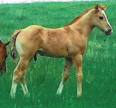 Consigned by Buxcel/Barnes Quarter Horses, call 1-605-669-3057 or 1-605-530-7084. 101 JRS Lady Hickory April 08, 2007 Bay Roan Mare Rhinestone Jack Rhinestone Roany Spike s Roan Roany Fingers Jr.