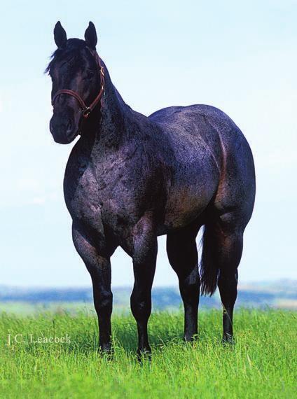 ~ Krogs Shady Pine ~ 2001 Blue Roan Stallion Krogs Shady Pine is a very handsome and powerful stallion.
