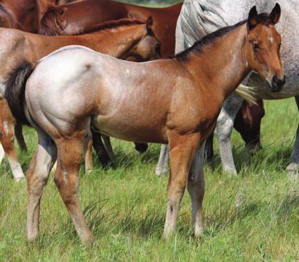 several good foals in the past and is pasture-bred to Playlight. Colt sells as lot 107.