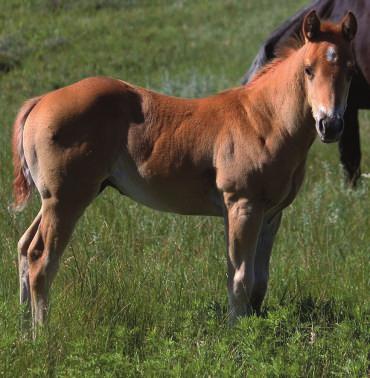 Consigned by Buxcel/Barnes Quarter Horses, call 1-605-669-3057 or 1-605- 530-7084. 116 Justa Cat April 26, 2015 Black Solid Stallion NCHA LTE: $110,10 NCHA PE $4.
