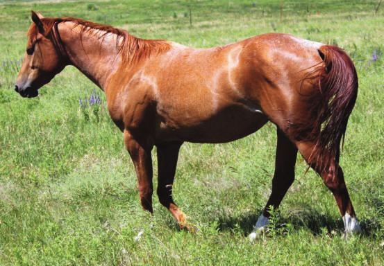 138 Chazzie Sorrel Mare A kind sorrel grade mare that has been ridden.