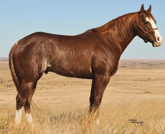 ~ Cant Kick This Cat ~ 2008 Sorrel Stallion Cant Kick This Cat is an exceptional stallion with great attitude and confirmation.