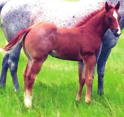 1 May 9, 2015 Red Roan Stallion NCHA LTE: $110,102 NCHA PE $4.6 million + Krogs Ellen Blue Eager Ellen Krogs Scamp A sure-fire stud prospect out of one of the best producing mares on the ranch.