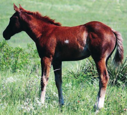 best-looking Cat fillies in the sale. Her mother is a super Romeo daughter. This filly s full sister is currently in reined cow horse training.