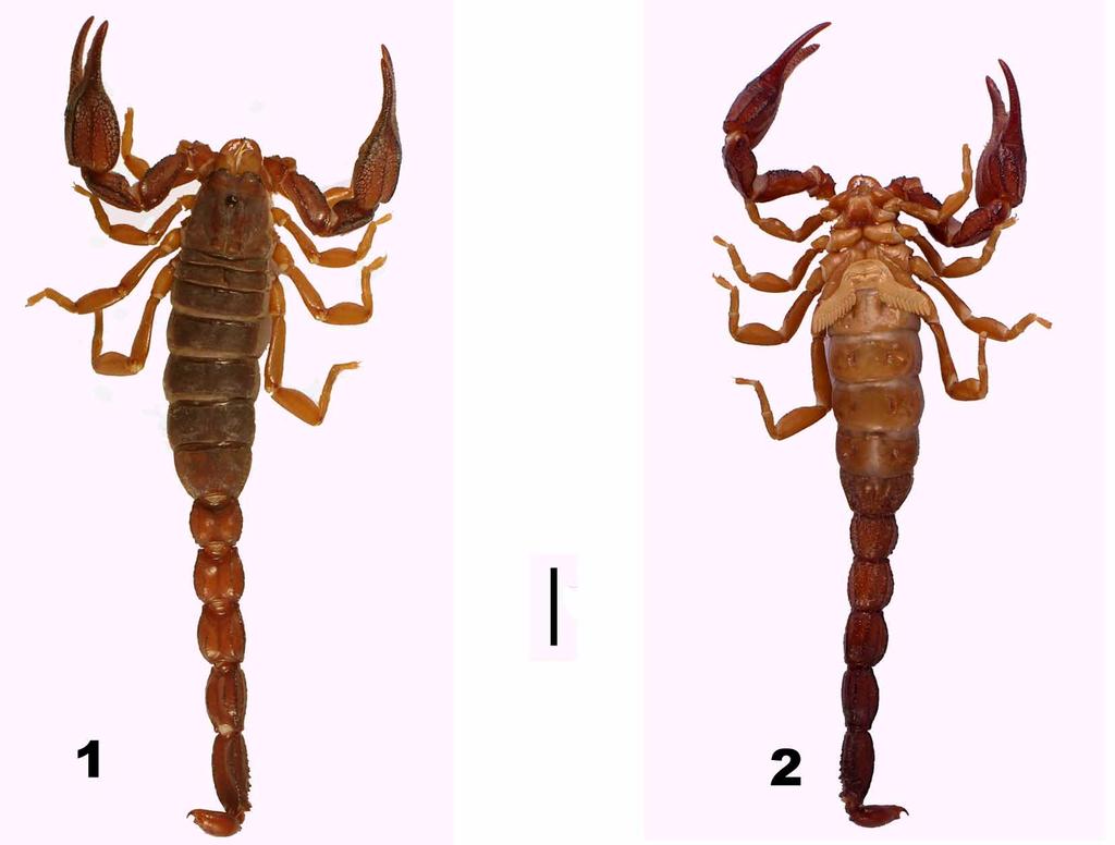 FIGURES 1 2. Diplocentrus tenango n. sp. Male holotype. 1. Dorsal view. 2. Ventral view. Scale bar = 5 mm Pedipalp. Medium reddish brown, carinae and fingers darker.