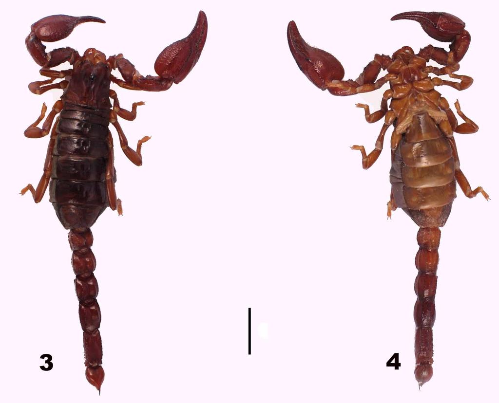 FIGURES 3 4. Diplocentrus tenango n. sp. Female paratype. 1. Dorsal view. 2. Ventral view. Scale bar = 5 mm. Hemispermatophore (Fig. 9 10): Lamellate, weakly sclerotized, 6.