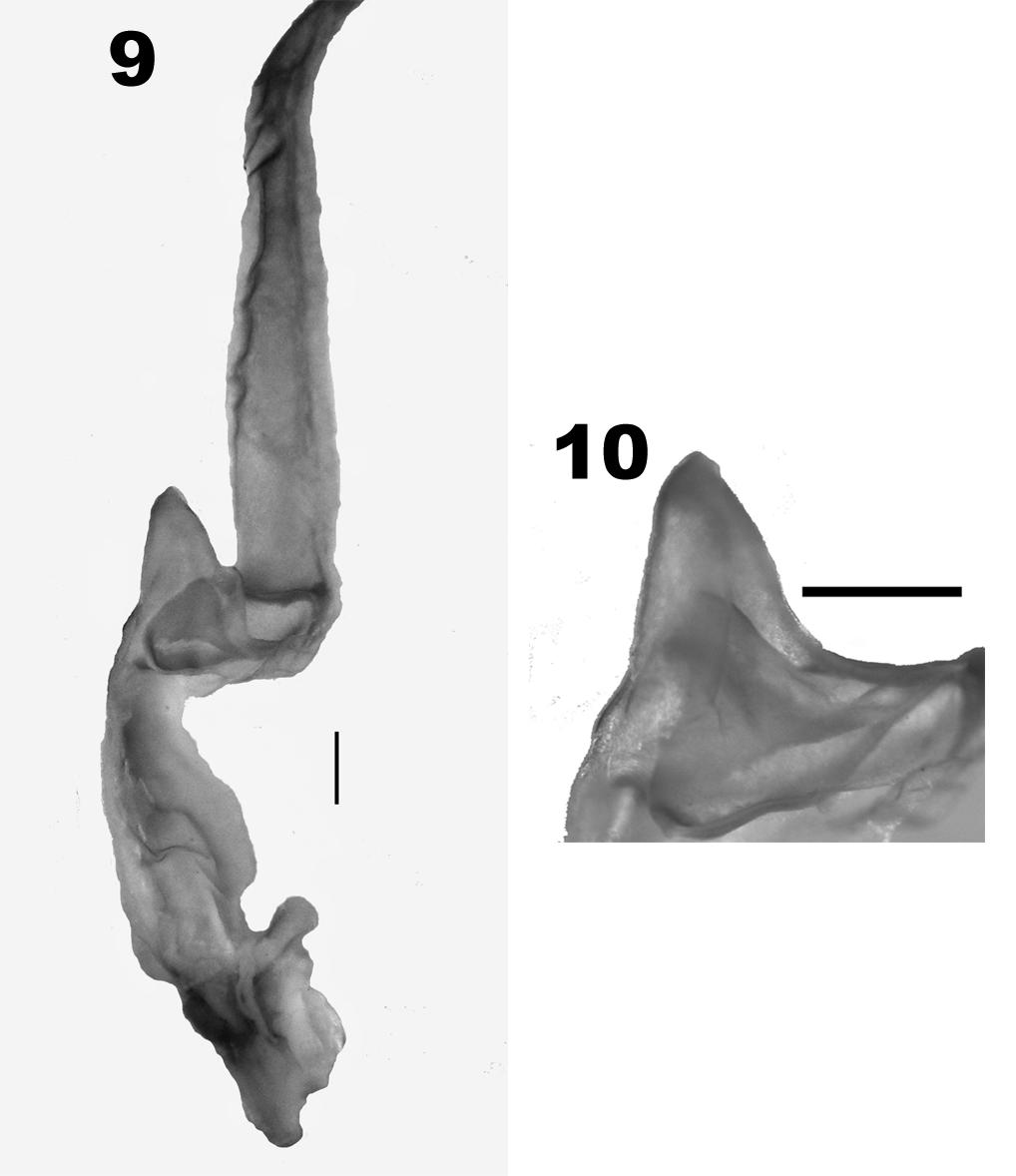 FIGURES 9 10. Ental view of the hemispermatophore. 10. Detail of the capsule. Scale bars= 1mm. FIGURE 11. Comparative distribution among Diplocentrus tenango n. sp.