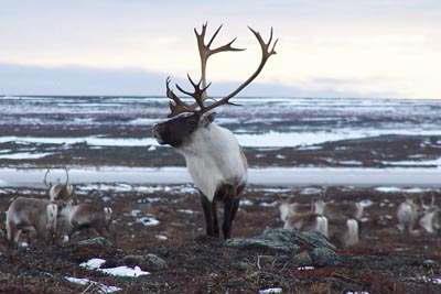 .. and take pictures of one among the most fascinating naturalistic events: large herds of elegant migrating caribous that, by the thousands, every year, reach the coast of Hudson Bay, to
