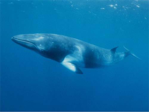 Minke Whale Brian