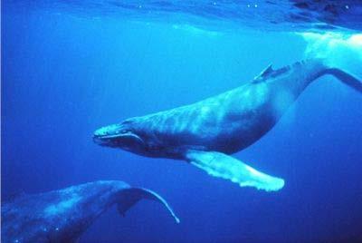 of beluga whales