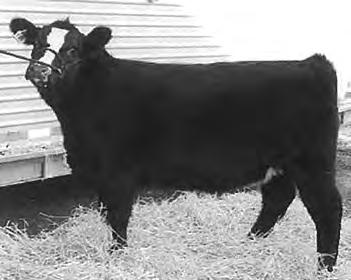 Females MSG Fancy Pants Cow - Black/Chrome - Scurred D.O.B. Spring 2009 Paddy O Malley X Heatwave x Who Made Who x Meyer Angus 22 If you can find another open heifer with bone and hair and style, we would like to see her.