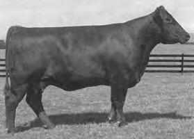 Embryos Bainbridge Beauty 52 Donor sire: Meyer 734 Donor dam: OCC Ann 658H Lot A - Three embryos by Ice Pick Lot B - Three embryos by Lifeline 27 The donor dam of these embryos is a daughter of the