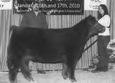Embryos Res Champion Market heifer at 2010 VCCP Winter Classic Cedar Springs Bethany 91R Donor sire: Heatwave Donor dam: Miss Beth 0214E Lot A - Three embryos by Friction Lot B - Three