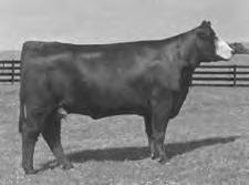 Who 29 This young, prolific donor is carrying on the tradition of her dam, Miss Beth 0214E both in embryo production and the quality of her offspring.