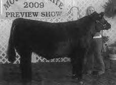 Money Talks Lot C - Three embryos by Invincible Lot D - Three embryos by Golden Child Champion Middleweight steer at 2009 Mountain State Preview show Champion Market heifer at