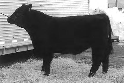 Consigned by Battle Vue Farms Bull Black-Polled D.O.B. 2-20-09 WMW X Angus 2 If you re looking to add thickness, bigger bone or those sought-after females, this bull has it all.