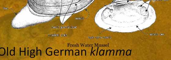 Clam comes from Old High German klamma meaning constriction Mussel Latin
