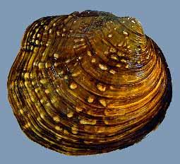 papershell