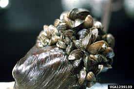 Causes of decline Freshwater mussels are one of the most endangered groups
