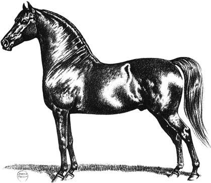 HEAD AND NECK The ears are small and tapered. The mare may have a slightly longer ear. Large eyes are set across a broad forehead.