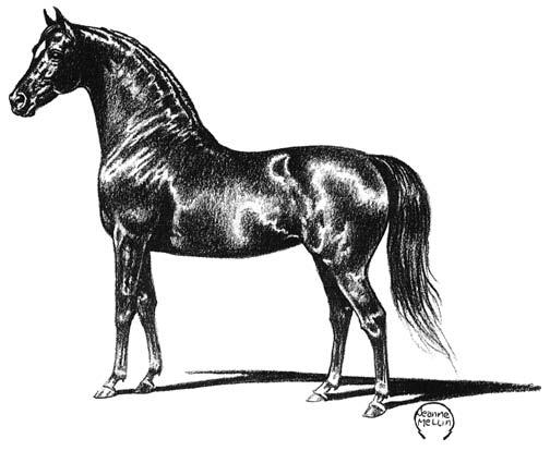 The neck should be of sufficient length to allow the muzzle to be above the height of the withers. The neck should have substance without appearing coarse. The stallion may have more crest.