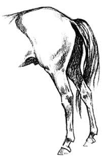 A poor horse would be one whose faults might include little or no Morgan type, severe problems in motion, or poor proportions.