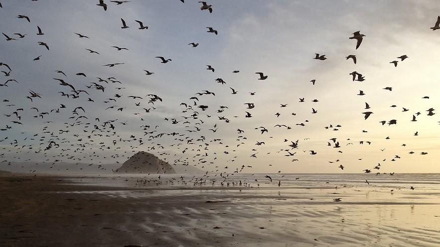 What causes the tides in the ocean? By NASA and NOAA on 02.09.17 Word Count 809 Level MAX Flying gulls on Morro Strand State Beach, California, at low tide. Morro Rock is seen in the background.
