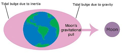 The ocean also bulges out on the side of Earth opposite the moon. Wait, What?