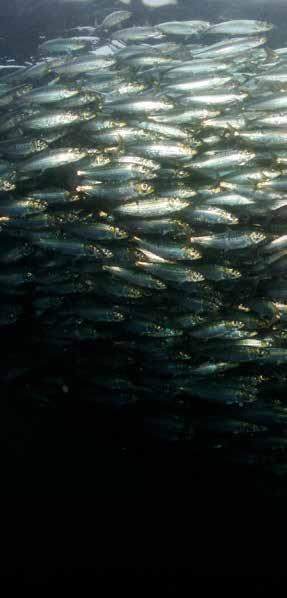 Phoo: WWF-Canada, Naional Geographic Sock /Paul Nicklen Pacific herring, Briish Columbia Why do forage fish maer?