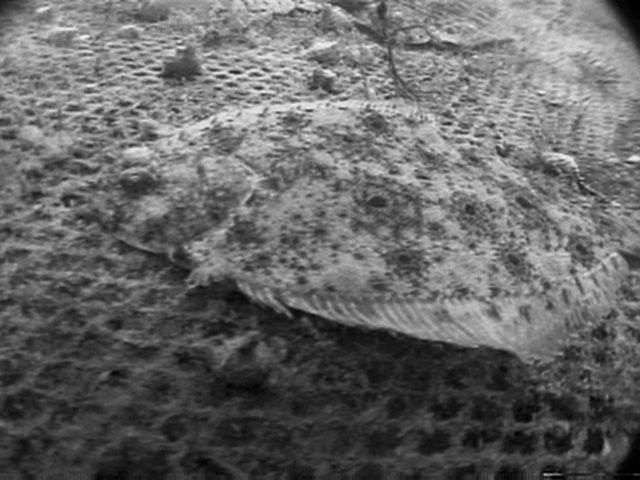 Long Island Sound Single SS600-exposed site Summer flounder In SS600 Cage Long